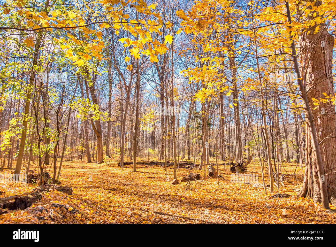 Sendero forestal durante el otoño con hojas de árboles que cambian de color. Foto de stock
