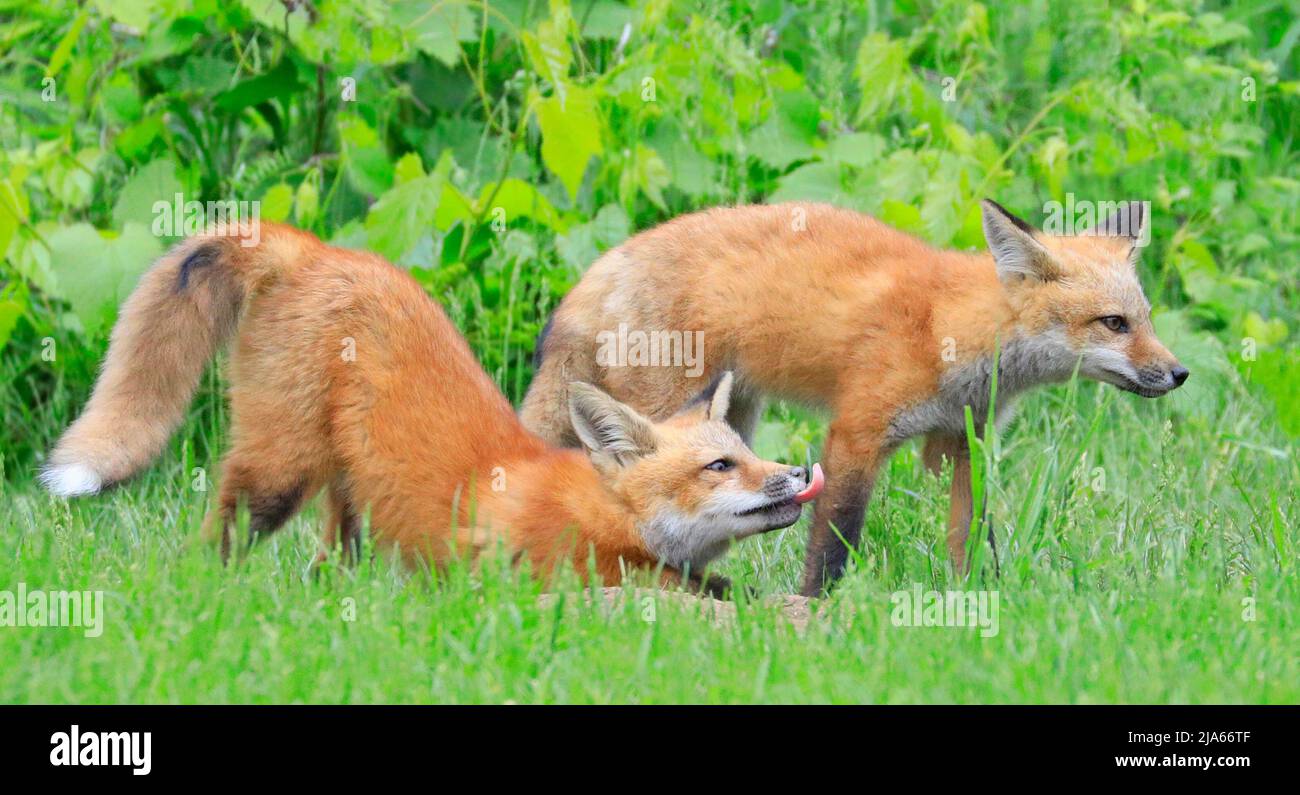 Jóvenes zorros rojos jugando en la hierba con el fondo y el primer plano verde, Canadá Foto de stock