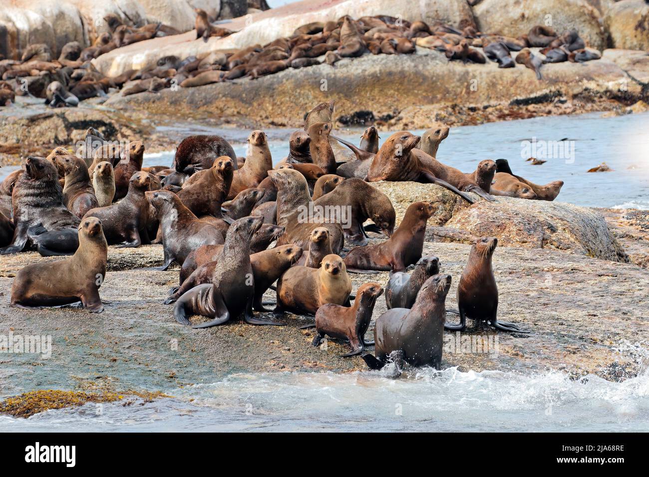 Colonia de focas peleteras (Arctocephalus pullus) en rocas costeras, Sudáfrica Foto de stock
