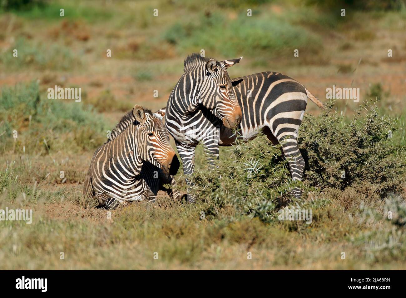 Cape cebras de montaña (Equus zebra) en su hábitat natural, Mountain Zebra National Park, Sudáfrica Foto de stock