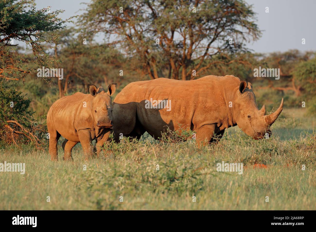 El rinoceronte blanco (Ceratotherium simum) con la pantorrilla en hábitat natural, Sudáfrica Foto de stock