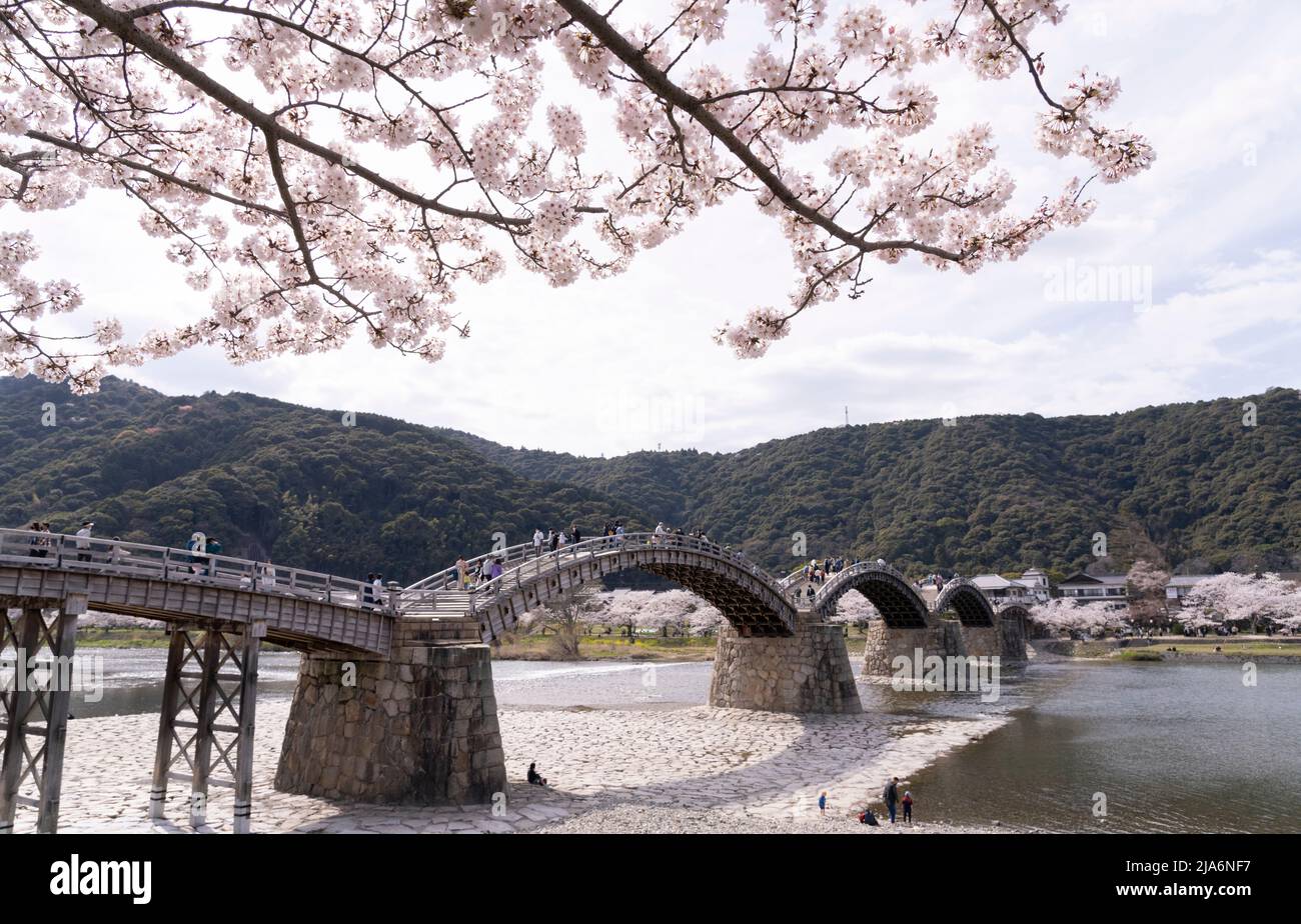 Puente Kintaikyo y flor de cerezas, Iwakuni, Prefectura de Yamaguchi, Honshu Occidental, Japón Foto de stock