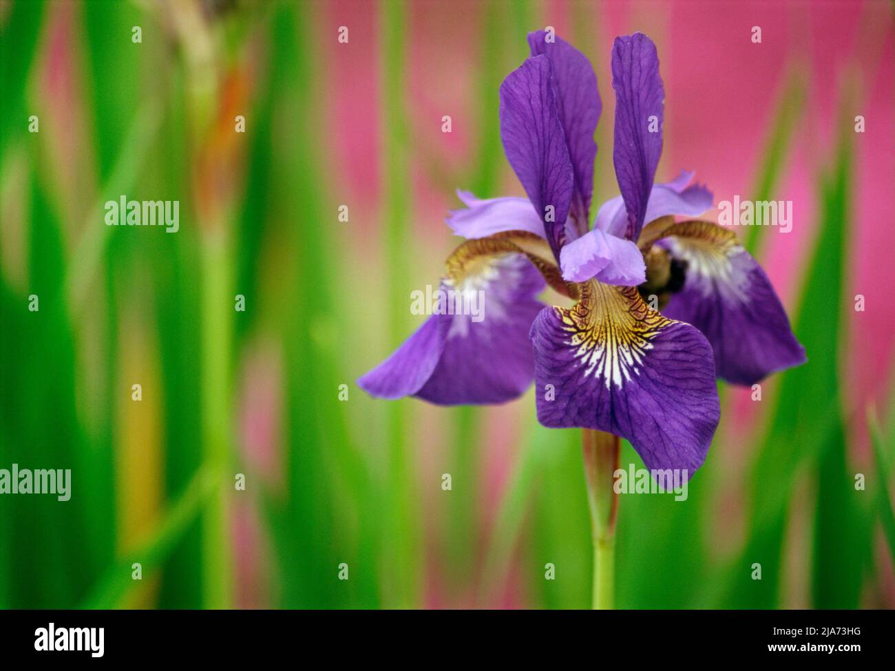 Iris sibirica Foto de stock