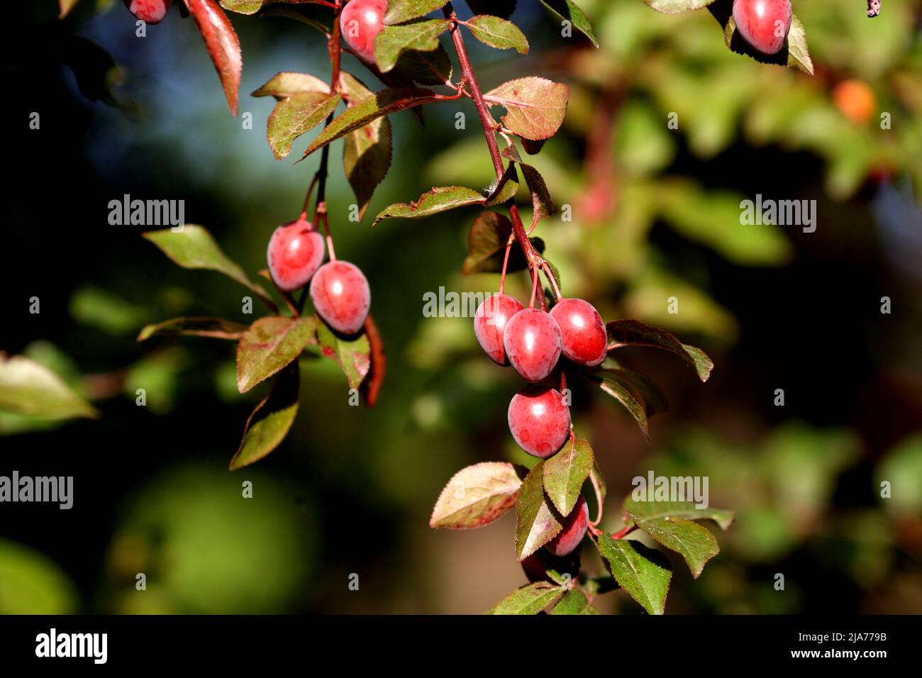 Ciruela de cerezo, prunus cerasifera, que crece en un jardín, Szigethalom, Hungría Foto de stock