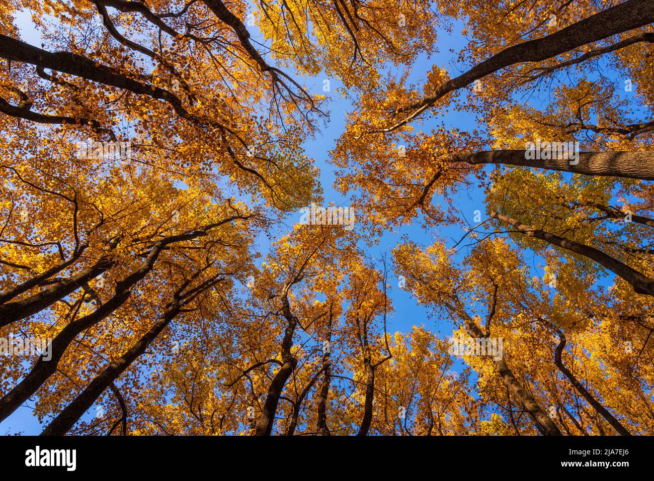 Robles otoñales y cielo azul en el Parque Nacional Shenandoah, Virginia Foto de stock