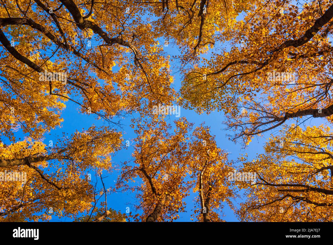 Robles otoñales y cielo azul en el Parque Nacional Shenandoah, Virginia Foto de stock