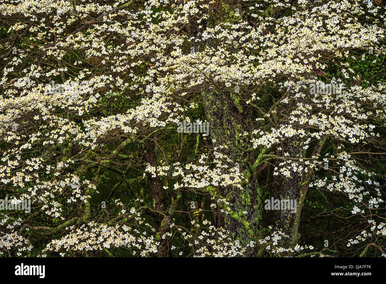 Spring Dogwoods en el Parque Nacional Great Smoky Mountain Foto de stock