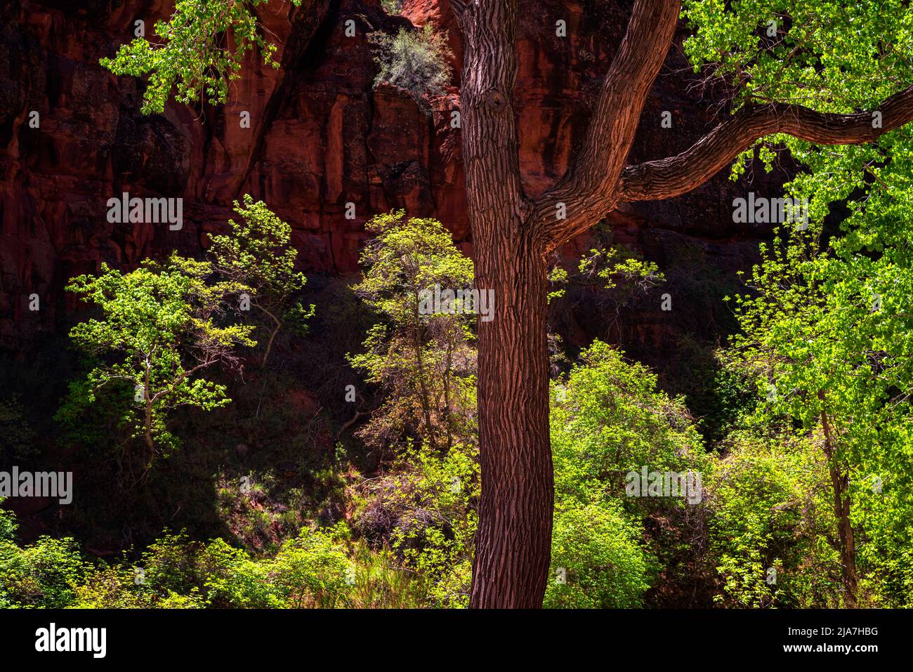 Frondosos bosques de algodón primaverales en el Parque Nacional Zion, Utah Foto de stock