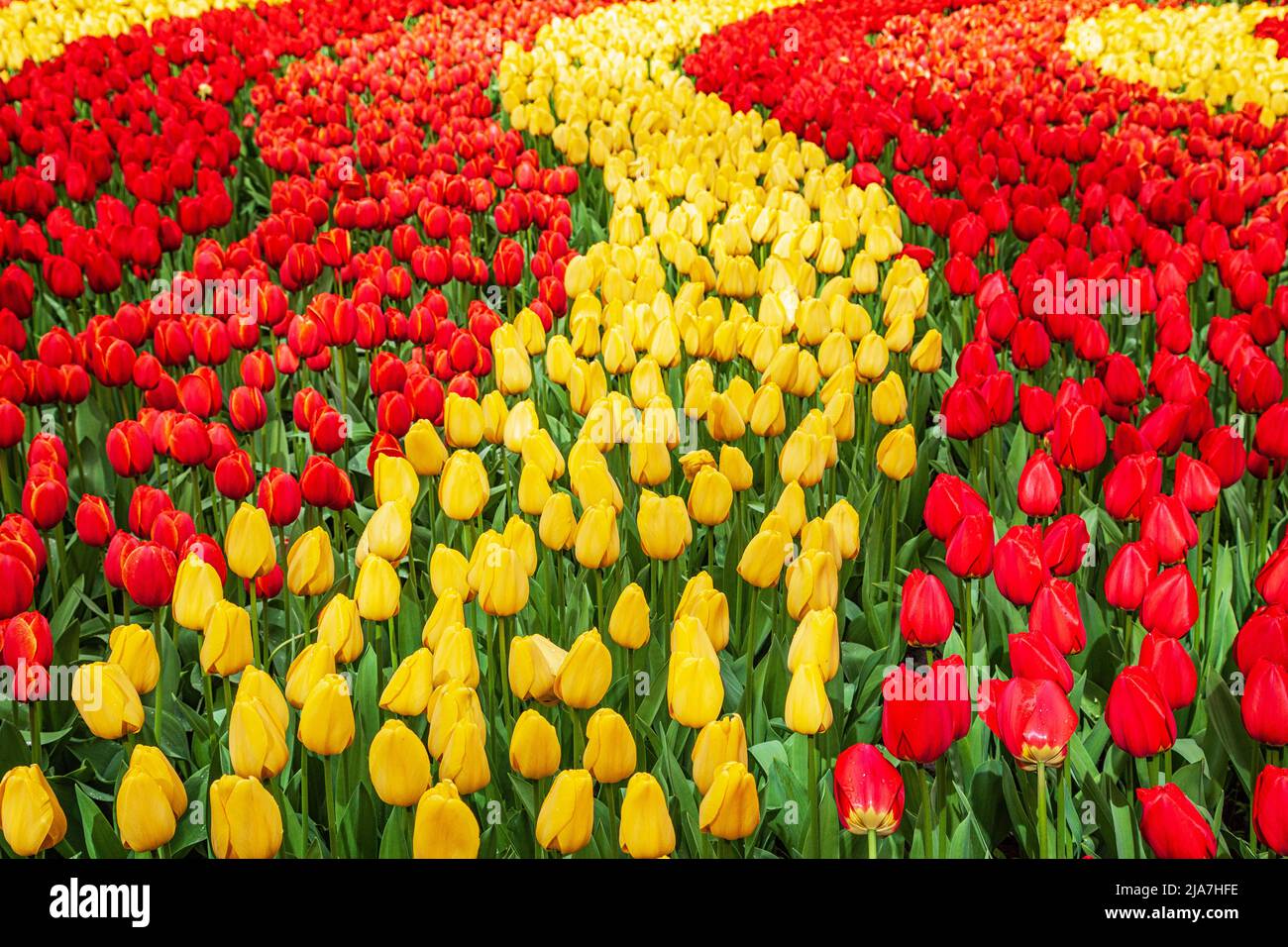 Coloridos tulipanes florecen en el parque Keukenhof en Lisse, Natherlands Foto de stock