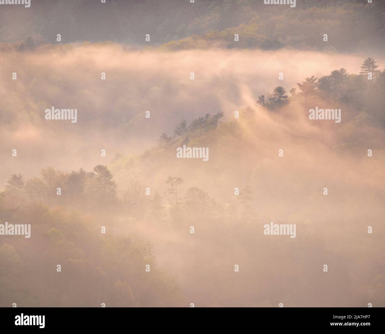 Mañana Misty en el Parque Nacional Great Smoky Mountains Foto de stock
