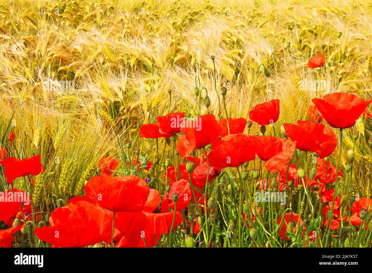 Hermoso campo de hierba de cebada amarilla madura listo para la cosecha, flores silvestres de adormidera de maíz rojo floreciente (Papaver rhoeas) - Alemania Foto de stock