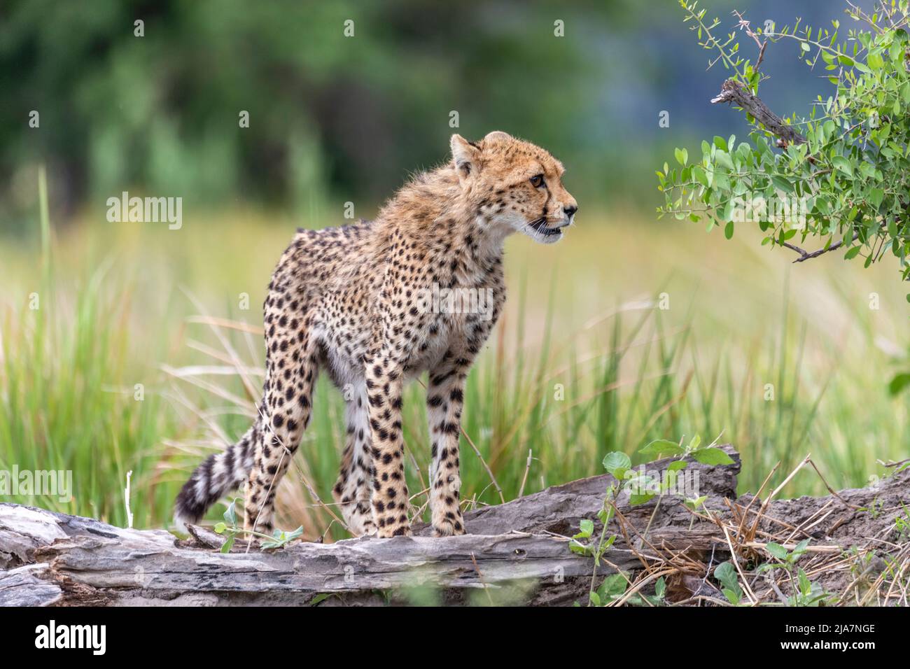 Cheetah adolescente vagando por la pradera del Delta de Okavango Foto de stock