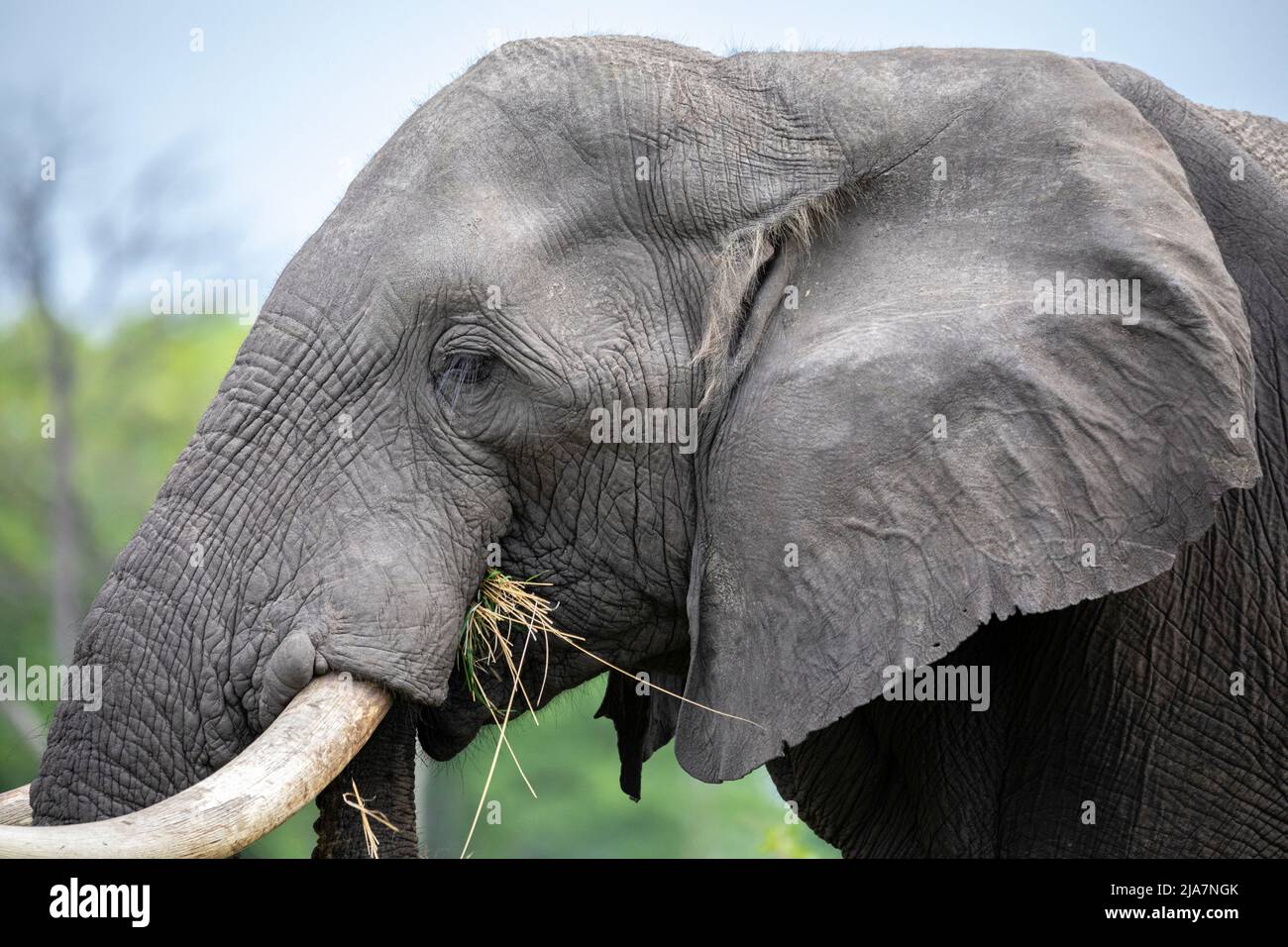 Elefantes de la pradera del Delta de Okavango, Botswana Foto de stock