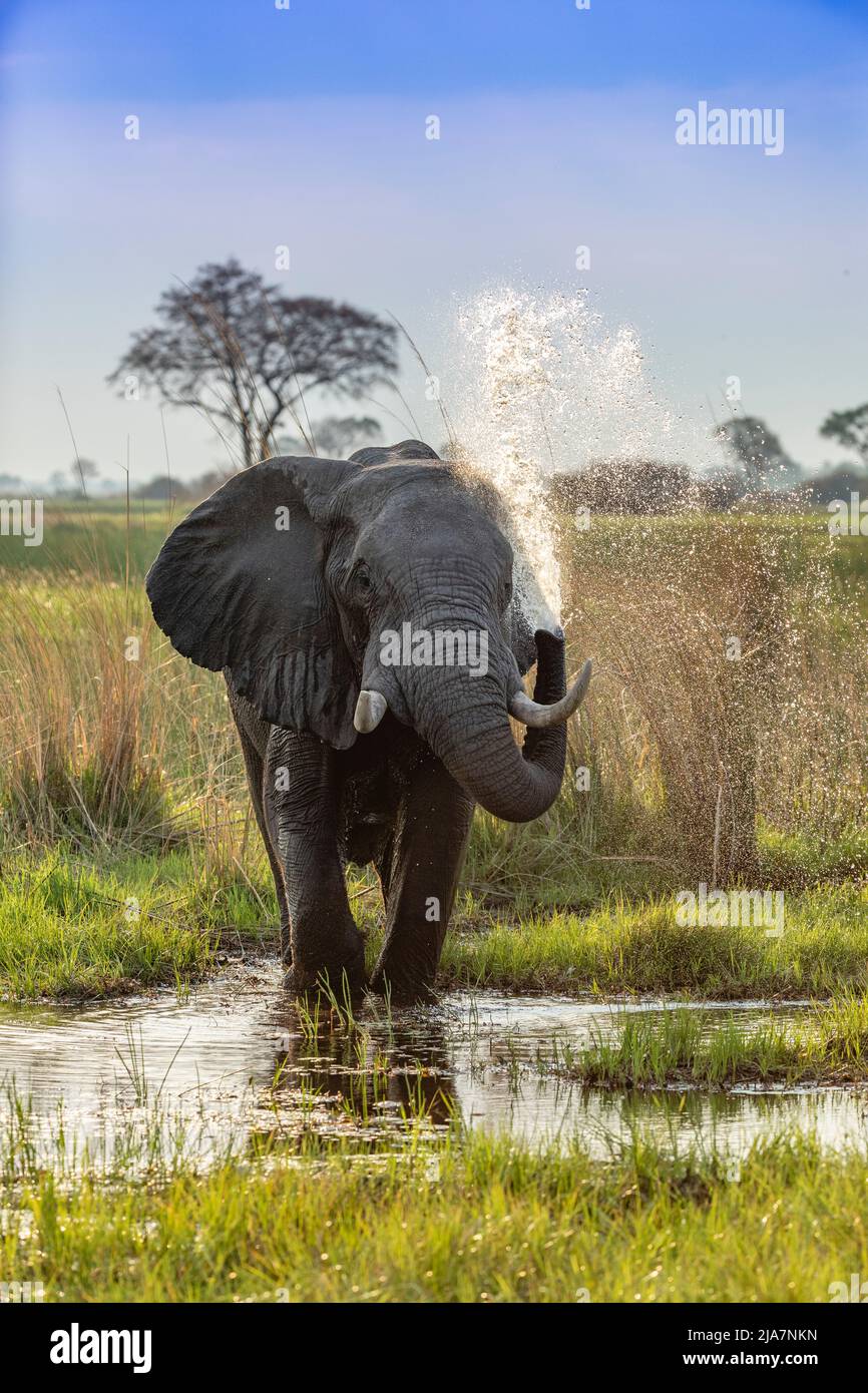 Baño de elefantes en el Delta de Okavango, Botswana Foto de stock