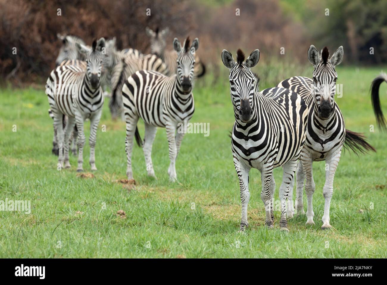 Zebras de Burchell en la pradera del Delta de Okavango Foto de stock