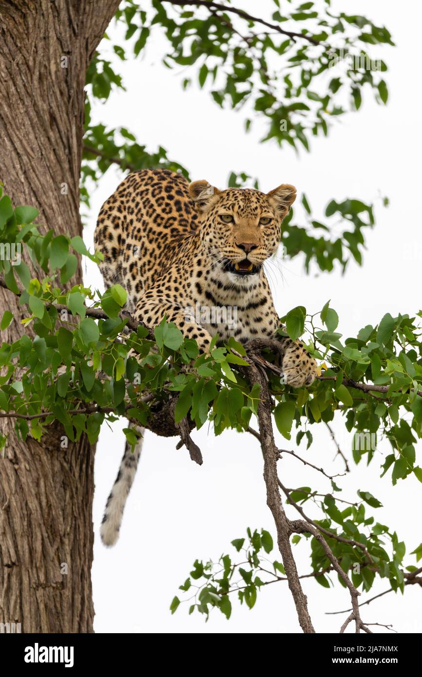 Respiro de leopardo en balabinas de observación de árboles, pastizales de Okavango, Botswana Foto de stock