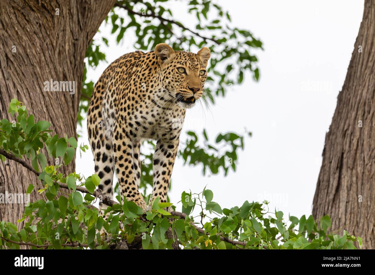 Respiro de leopardo en balabinas de observación de árboles, pastizales de Okavango, Botswana Foto de stock