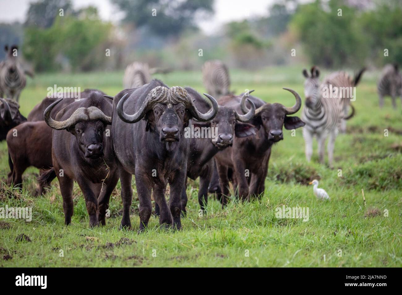 Búfalo de Cabo del Delta Okavango de Botswana Foto de stock