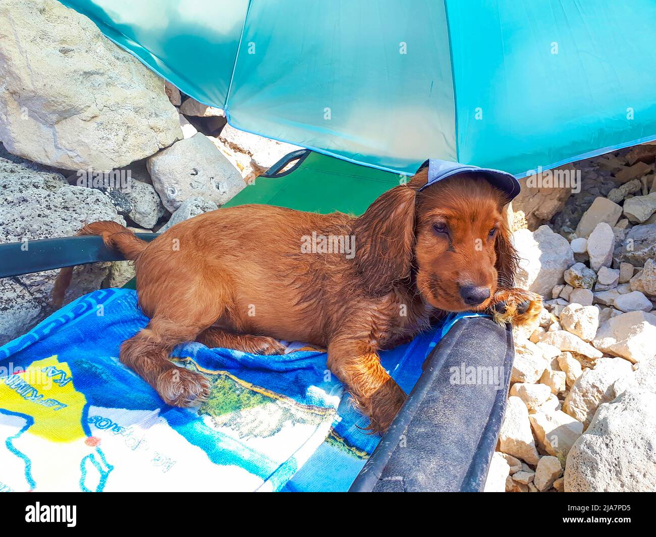 Lindo perro cachorro macho de tres meses de edad cocker spaniel tumbado en  una silla de cubierta en una rocosa costa del Mar Negro Fotografía de stock  - Alamy