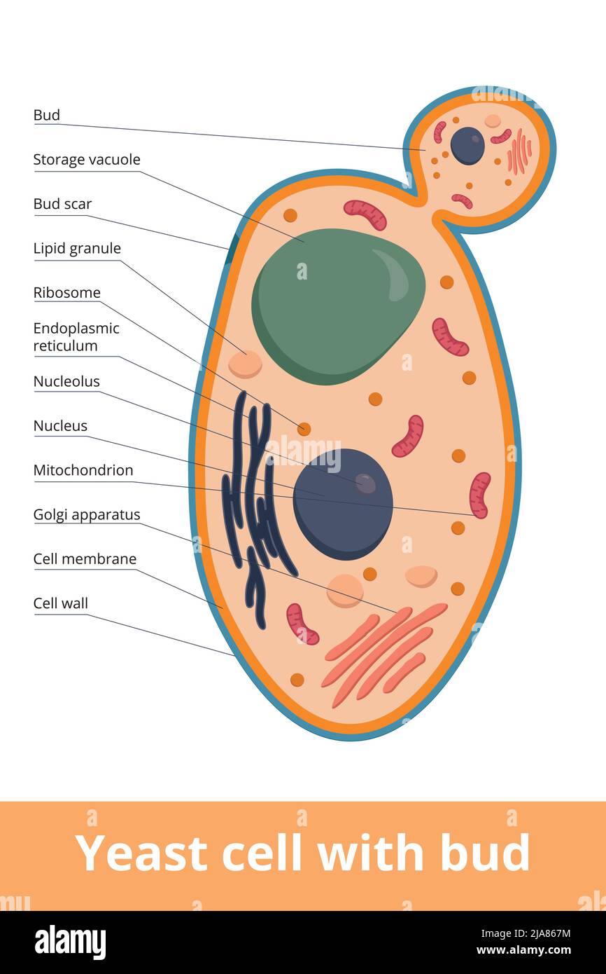 Célula de levadura fotografías e imágenes de alta resolución - Alamy