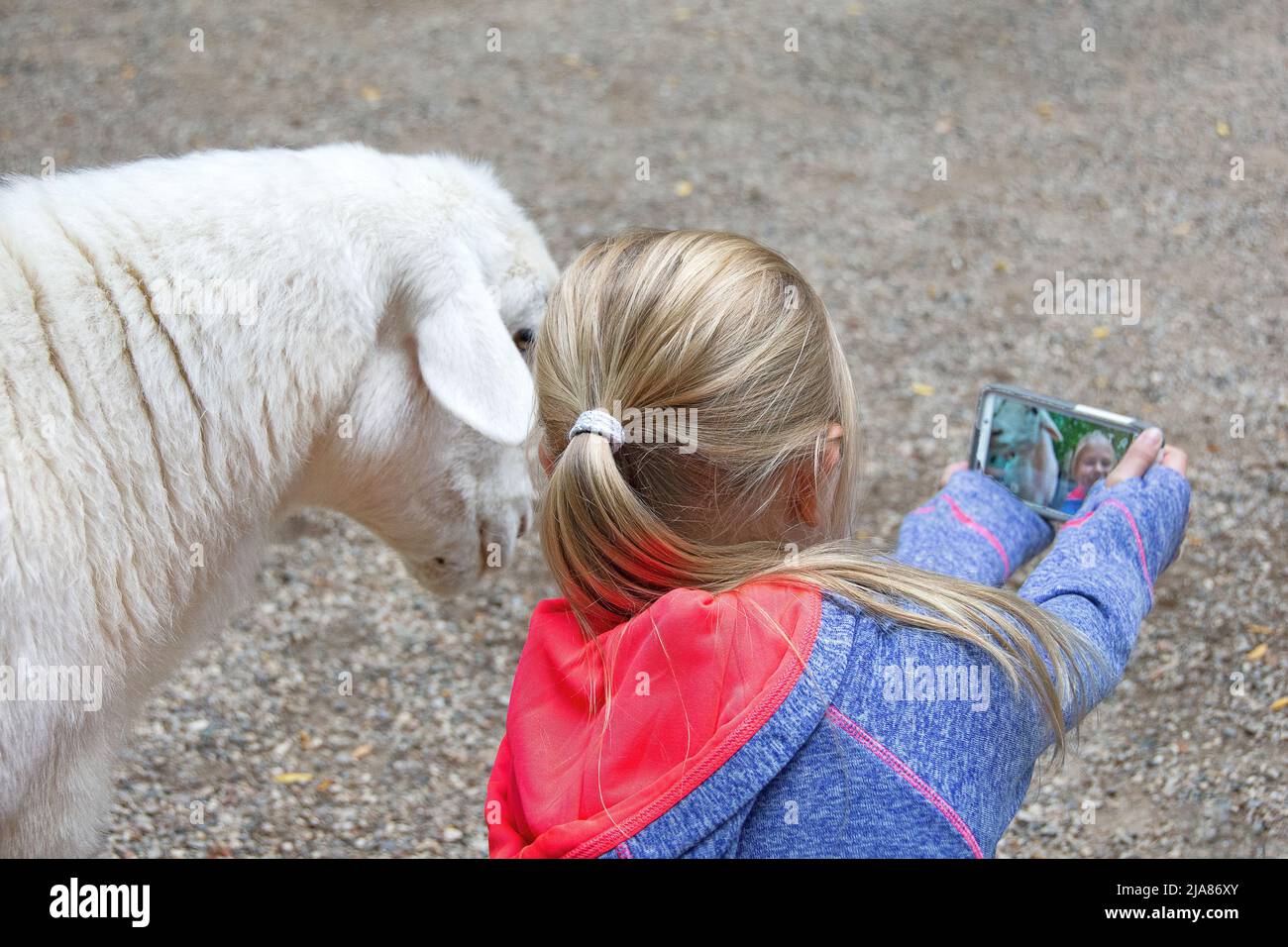 Joven rubia tomando una selfie con una cabra blanca Foto de stock