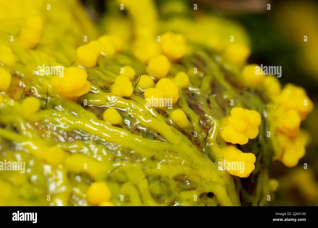 Moho de limo, Myxomycota creciendo en la hoja Foto de stock