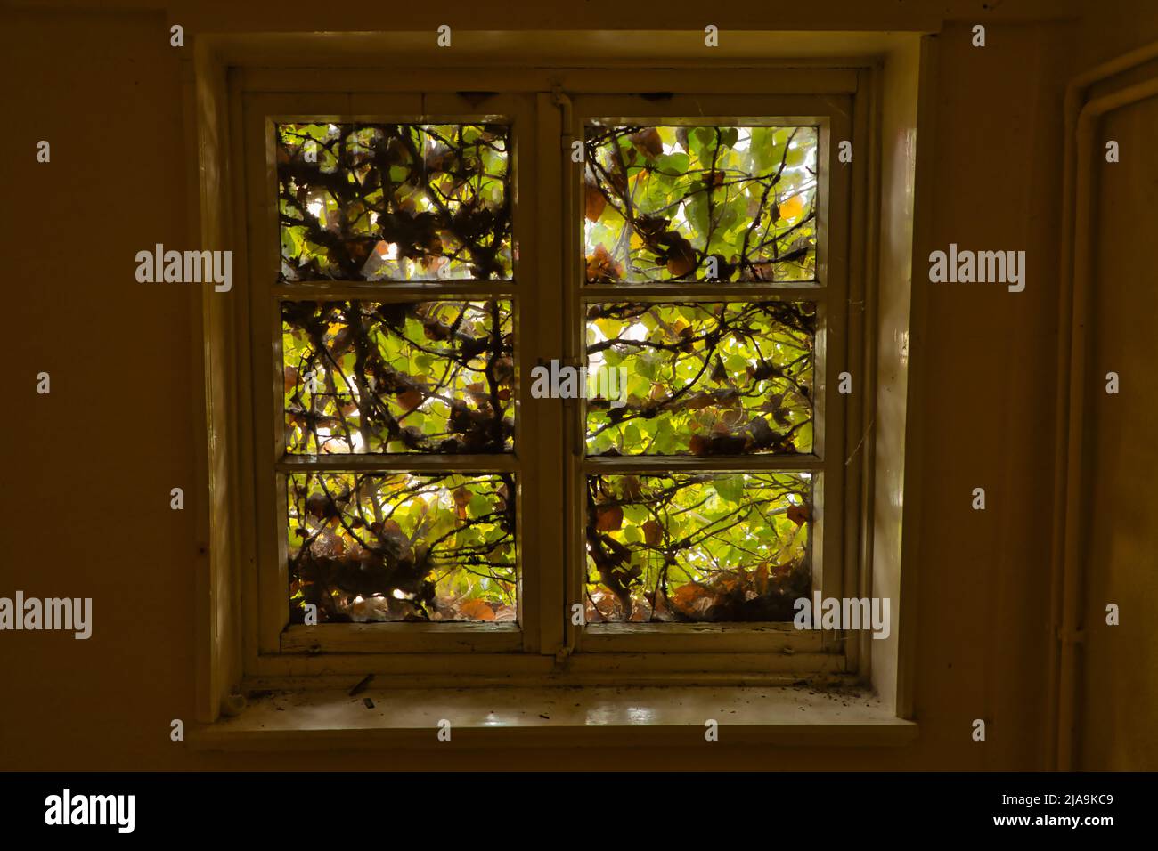 Fenster de Zugewachsenes Foto de stock