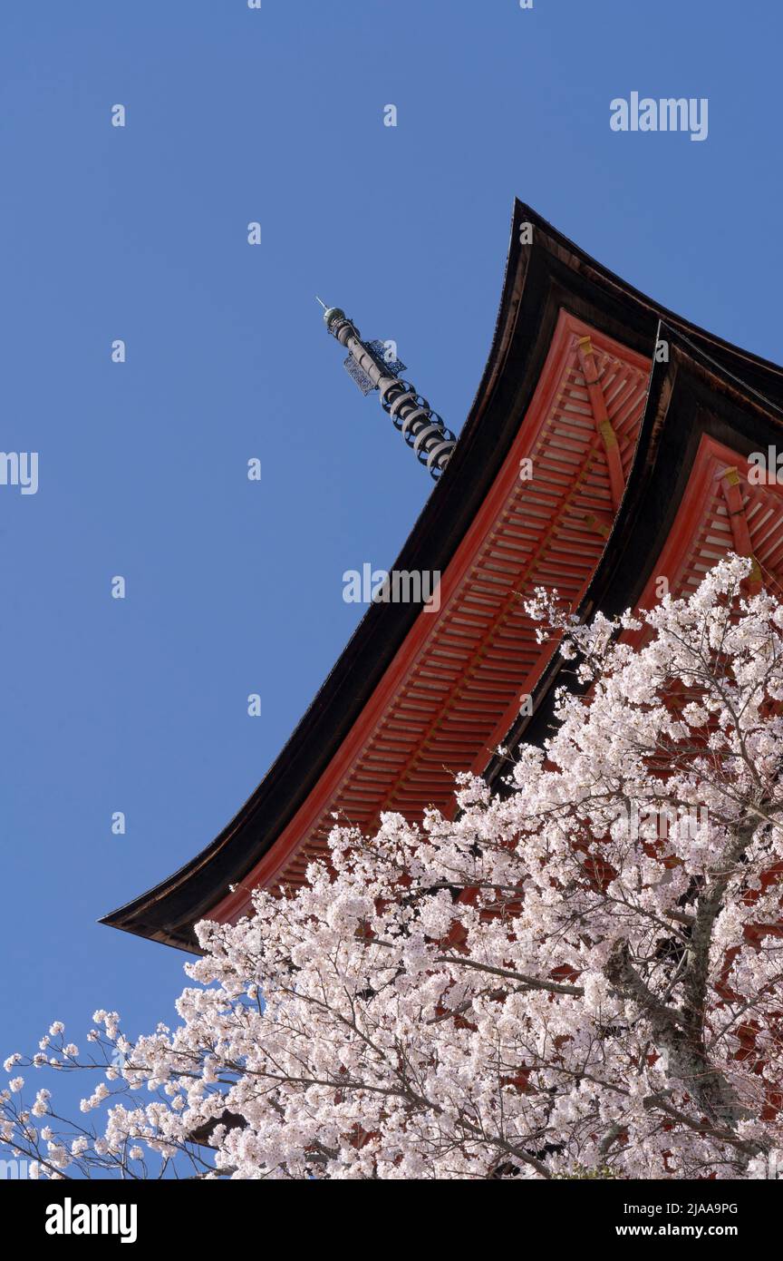 Hokoku Shrine Aka Toyokuni Shrine Pagoda De Cinco Pisos Con Flor De Cerezos 厳島神社 五重塔 Isla Miyajima Aka Itsukushima Bahia Hiroshima Honshu Occidental Japon Fotografia De Stock Alamy