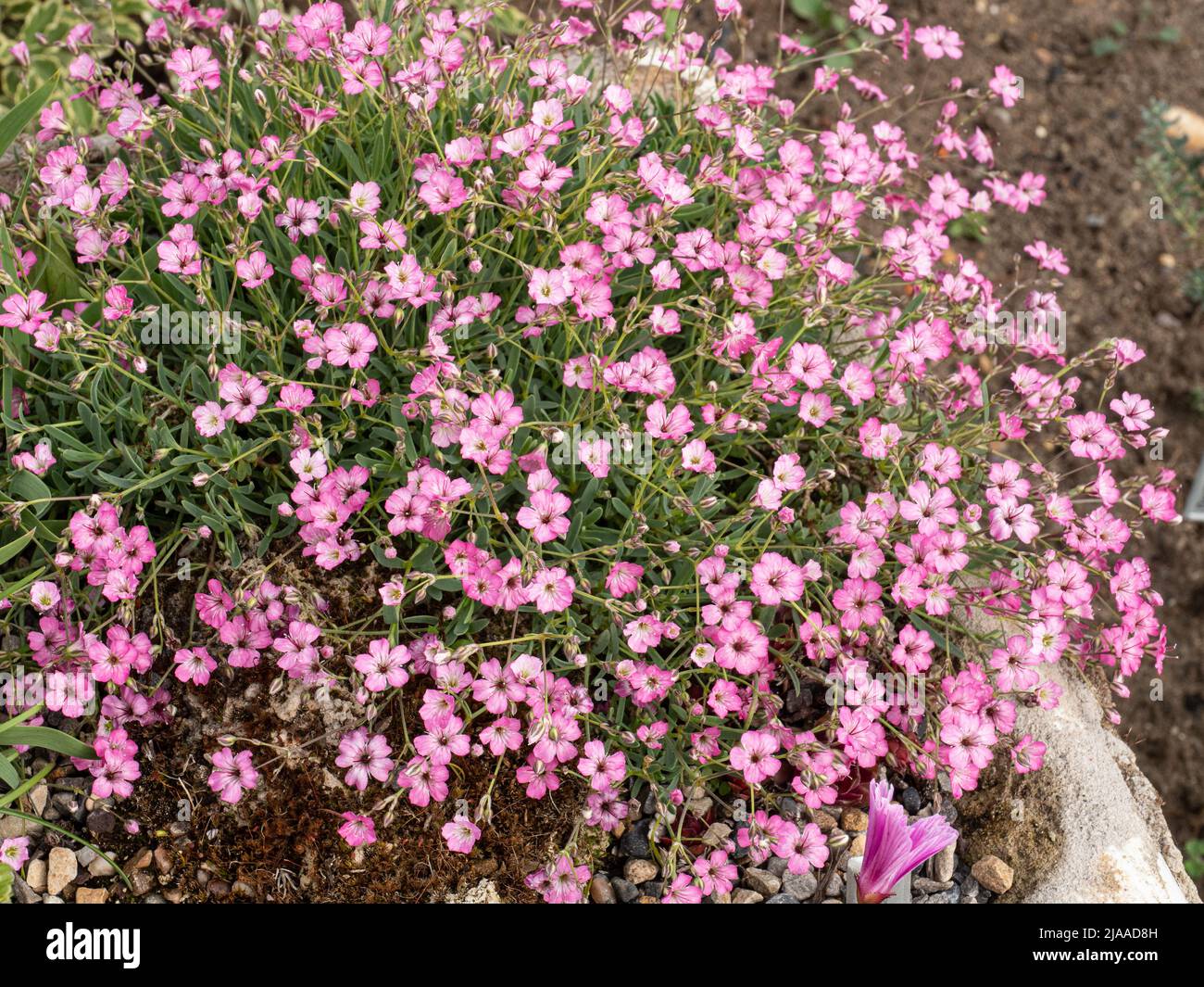 Una planta de la nana de Gypsophila de flor rosa que hace una exhibición encantadora en la esquina de un jardín del fregadero Foto de stock