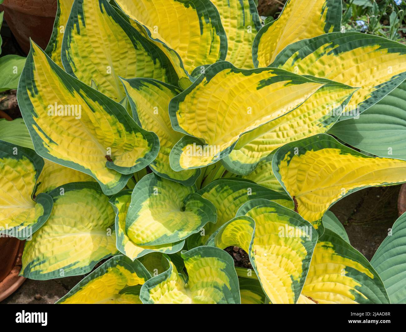 Las llamativas hojas verdes y amarillas profundas de la Marmalade Naranja de Hosta Foto de stock