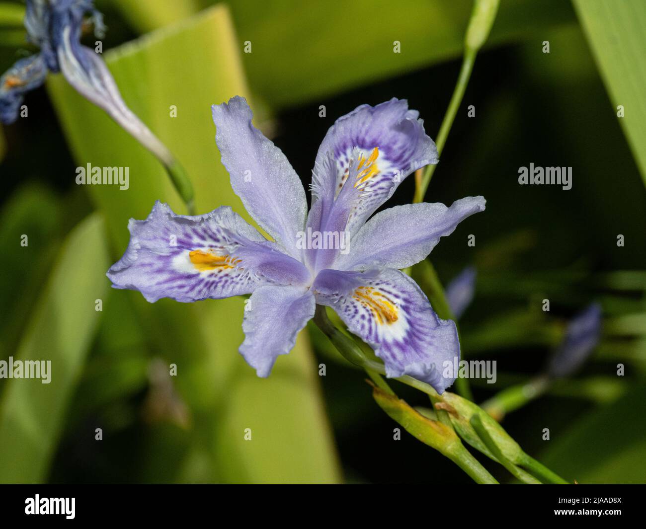 Un primer plano de una sola flor de la flor azul Iris confusa Martyn Rix Foto de stock