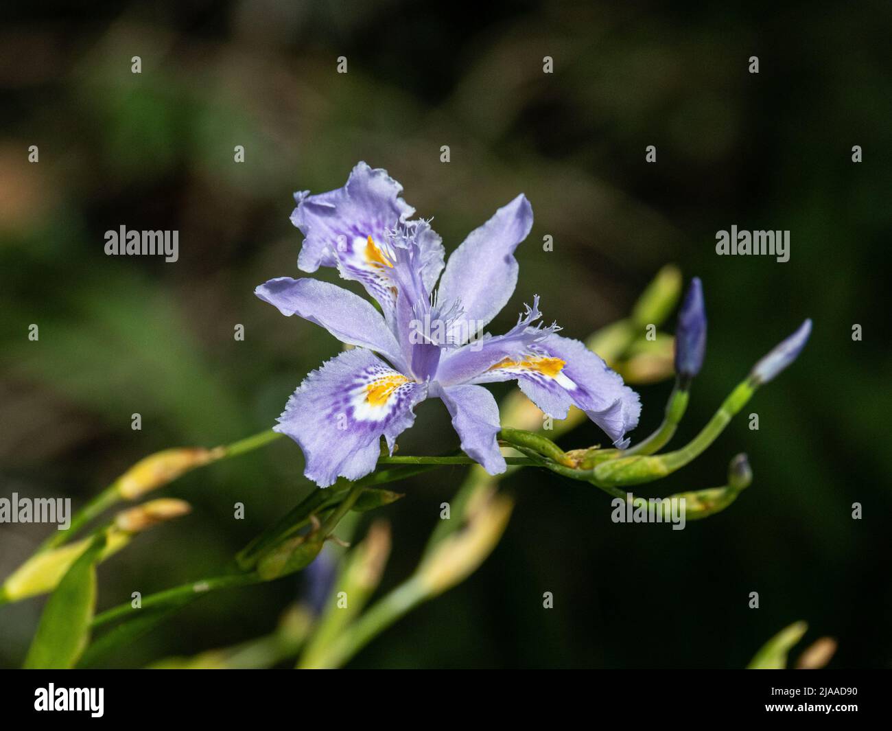 Un primer plano de una sola flor de la flor azul Iris confusa Martyn Rix Foto de stock