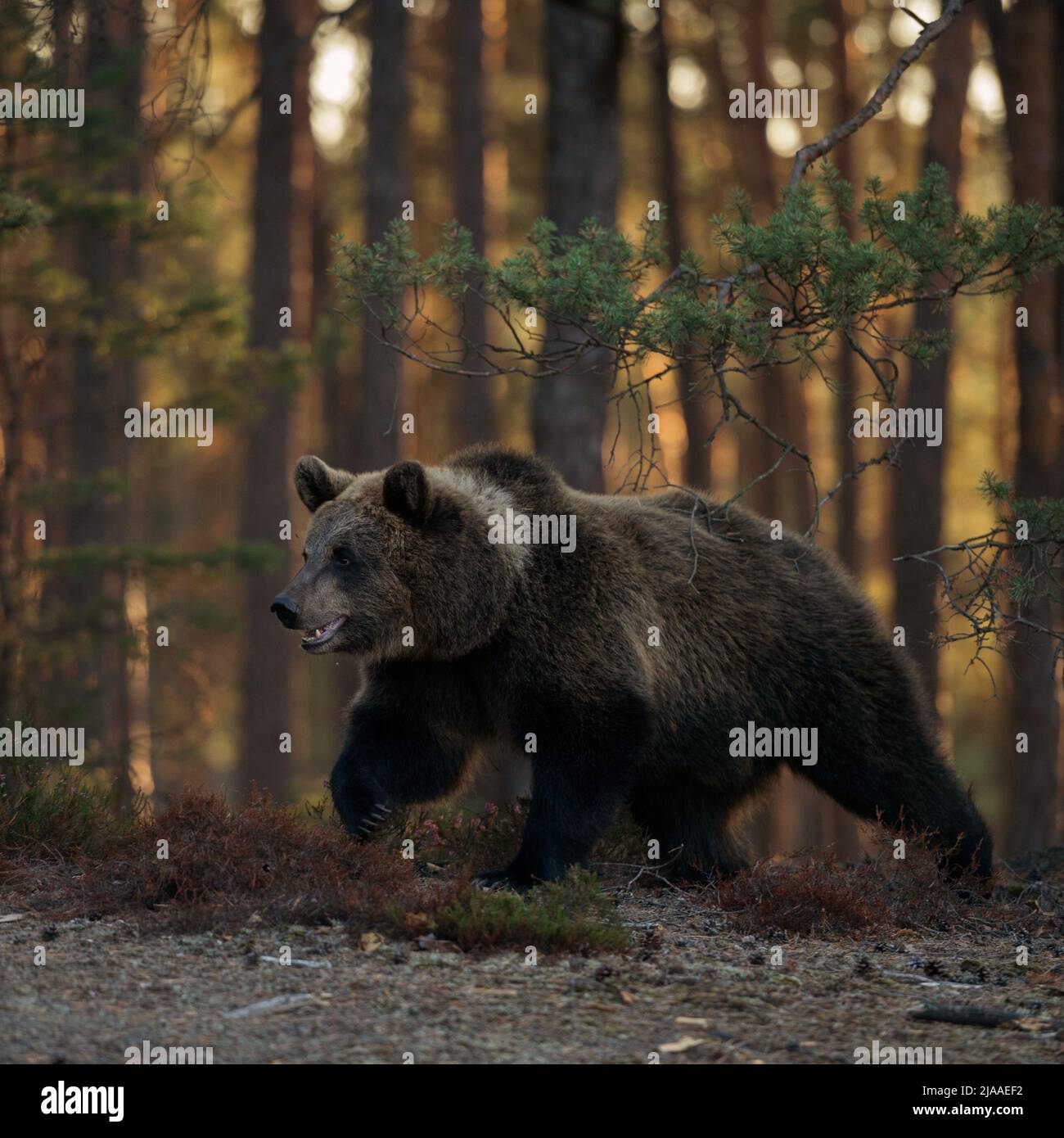 Brown Bear / Braunbaer ( Ursus arctos ) joven adulto, adolescente, caminando, corriendo sobre un claro a lo largo del borde de un bosque boreal, enfocado, mira po Foto de stock