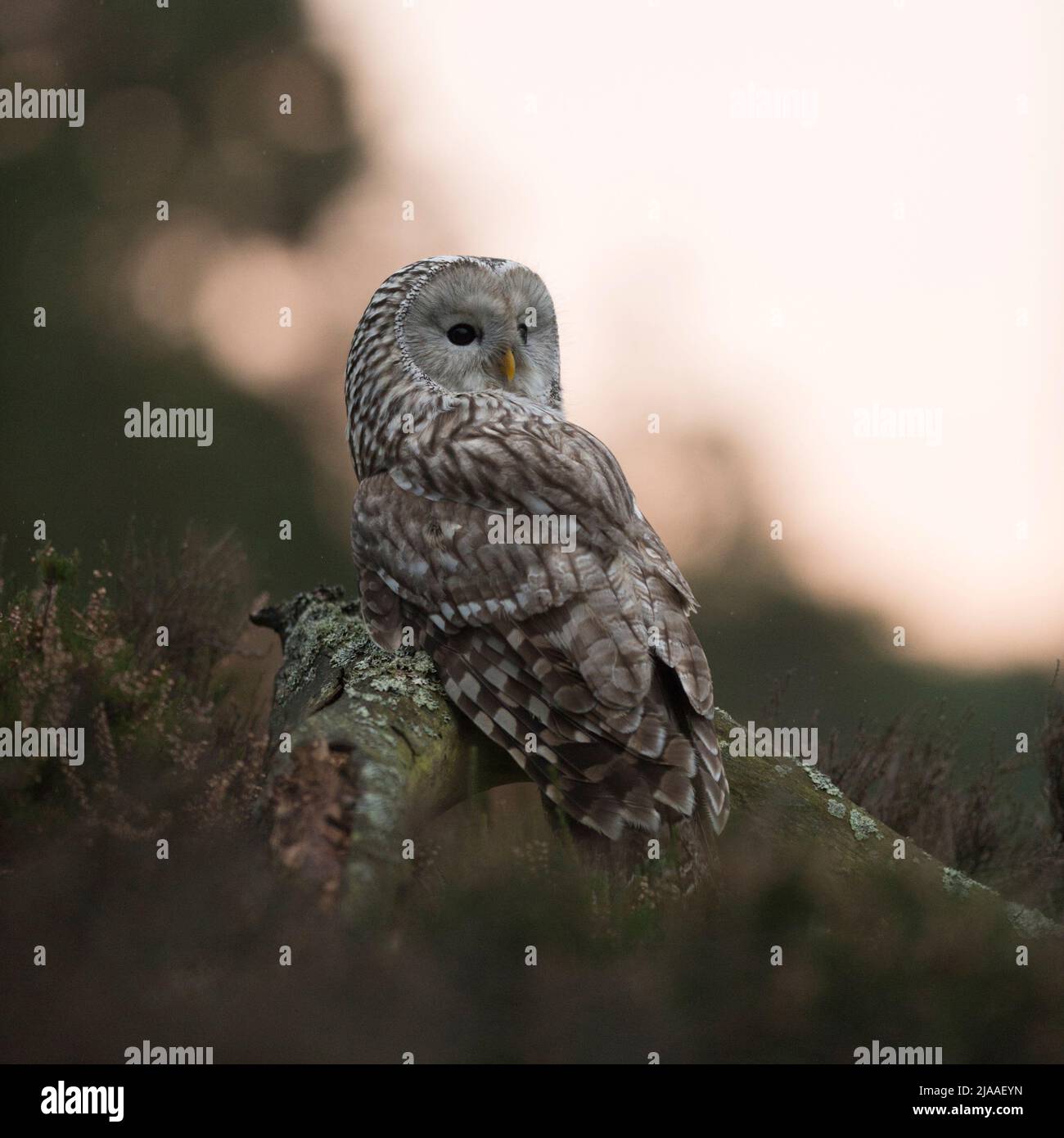 Ural Owl / Habichtskauz ( Strix uralensis ) encaramado sobre un trozo de madera, rodeada de maleza y bosques boreales, mirando sobre su hombro, Europa Foto de stock