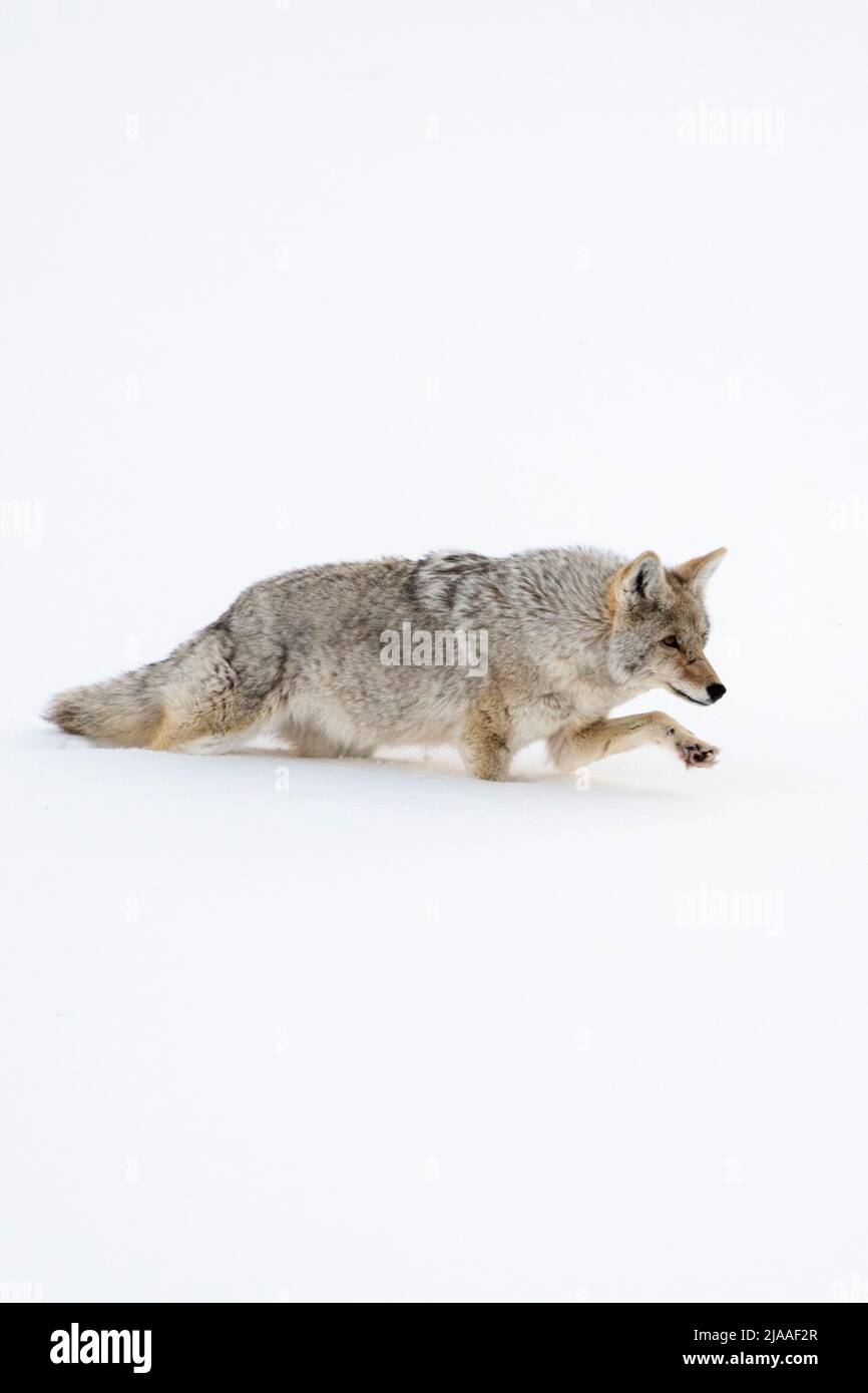 / Kojote Coyote ( Canis latrans ), en invierno, paseos a través de la profunda nieve fresca, levantando su pata encima de la nieve, el Parque Nacional Yellowstone, ESTADOS UNIDOS. Foto de stock