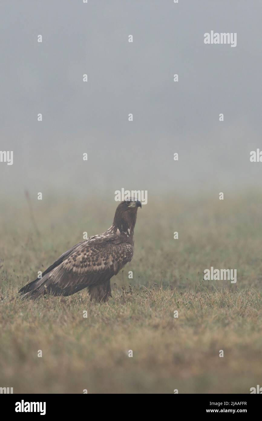 Águila de cola blanca / Águila marina / Seeadler ( Haliaeeeeet albicilla ), inmadura, adolescente, sentada en el suelo, observando un cuervo común en vuelo Foto de stock