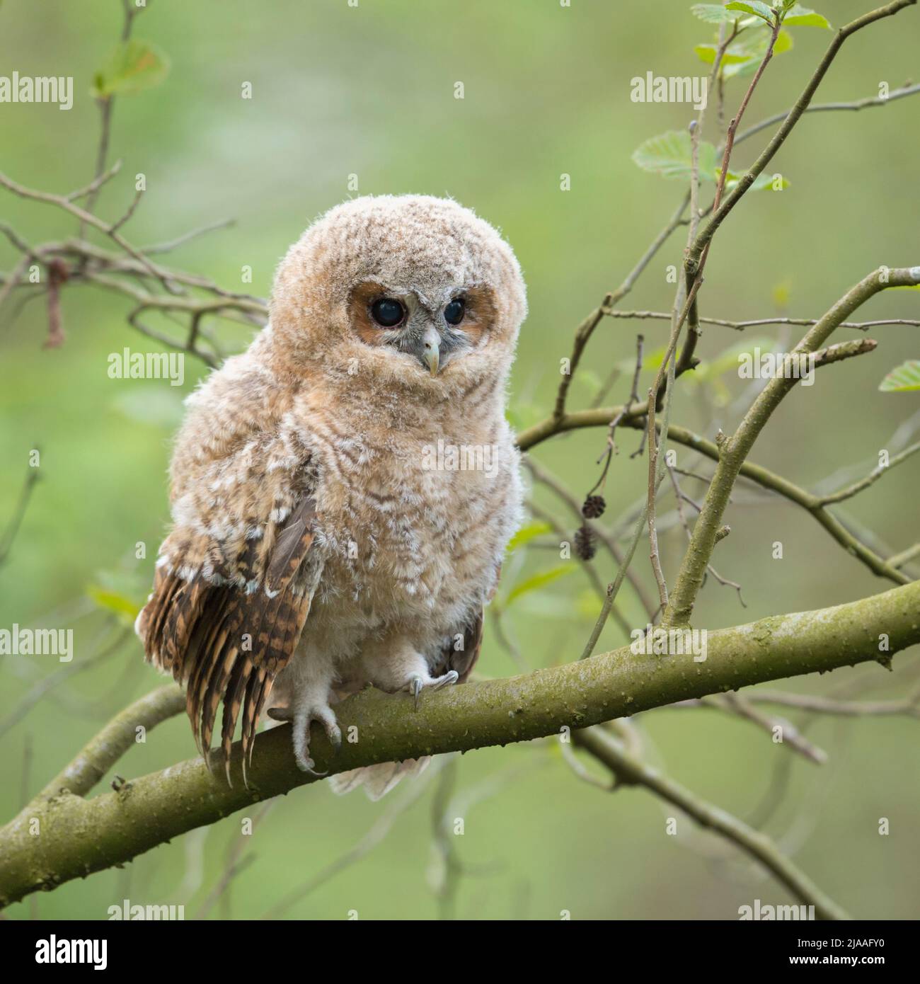 Cárabo Strix aluco Waldkauz / ( ), baby owl, owlet, joven chick, posado en una rama, sus ojos abiertos de color marrón oscuro, ve lindo, vida silvestre, Europa. Foto de stock