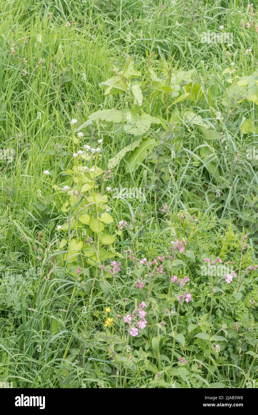 Hojas / follaje y flores blancas de ajo Hedge / Jack-by-the-hedge / Alliaria petiolata al borde de la hierba. H/G es una planta silvestre comestible común. Foto de stock