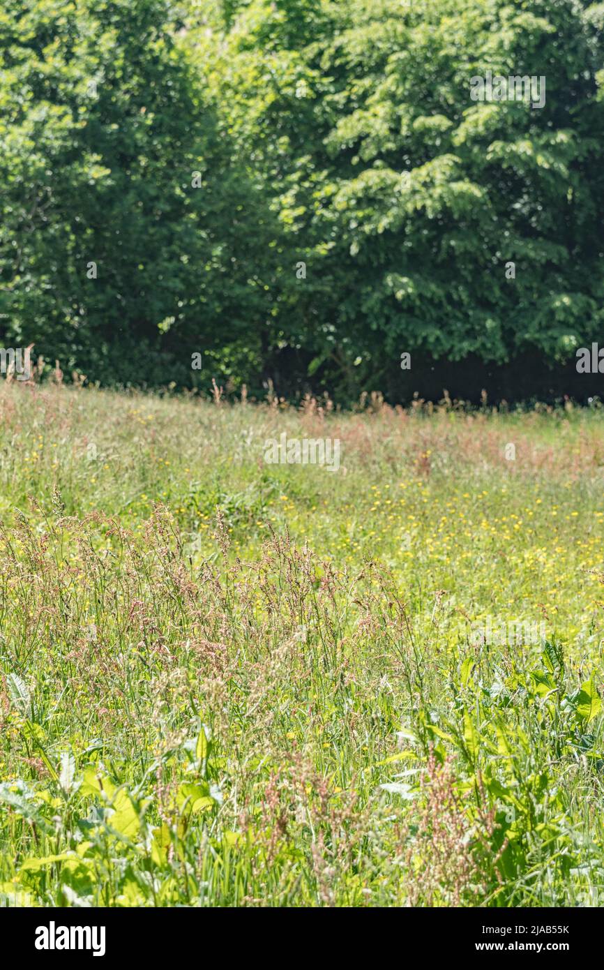 Campo de pastos del Reino Unido, pastoreo o campo de heno a principios del sol de verano. Céntrese en las malas hierbas del primer plano con el foco suave del treeline. Para la agricultura y las malezas agrícolas del Reino Unido. Foto de stock
