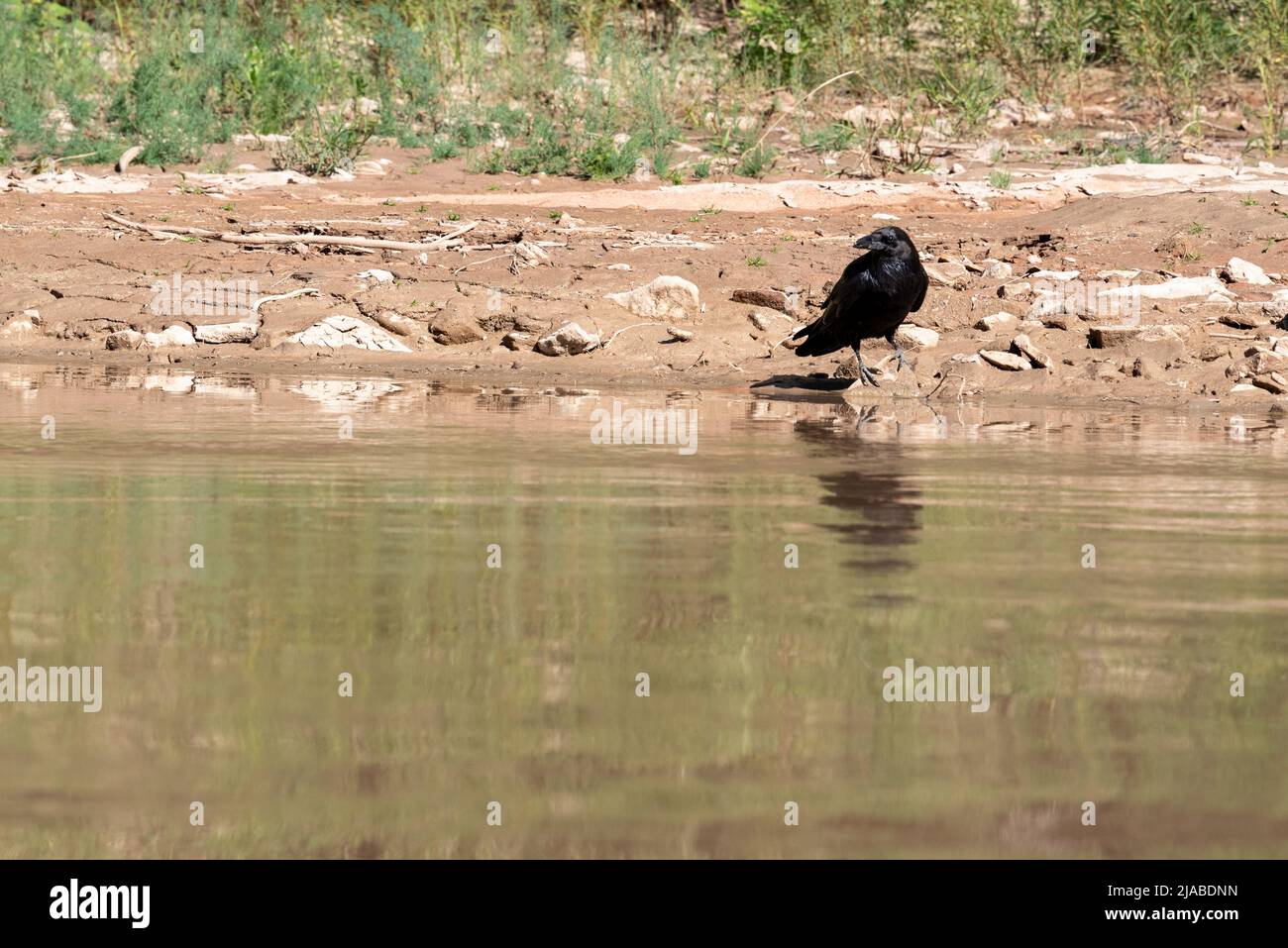Raven en el borde del Río Verde en el Cañón Labyrinth, Utah. Foto de stock