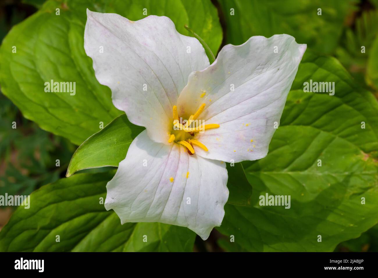 Trillium de flor grande, Trillium grandiflorum, floreciendo en Trillium Ravine Preserve, una Michigan Nature Association Preserve, USA Foto de stock
