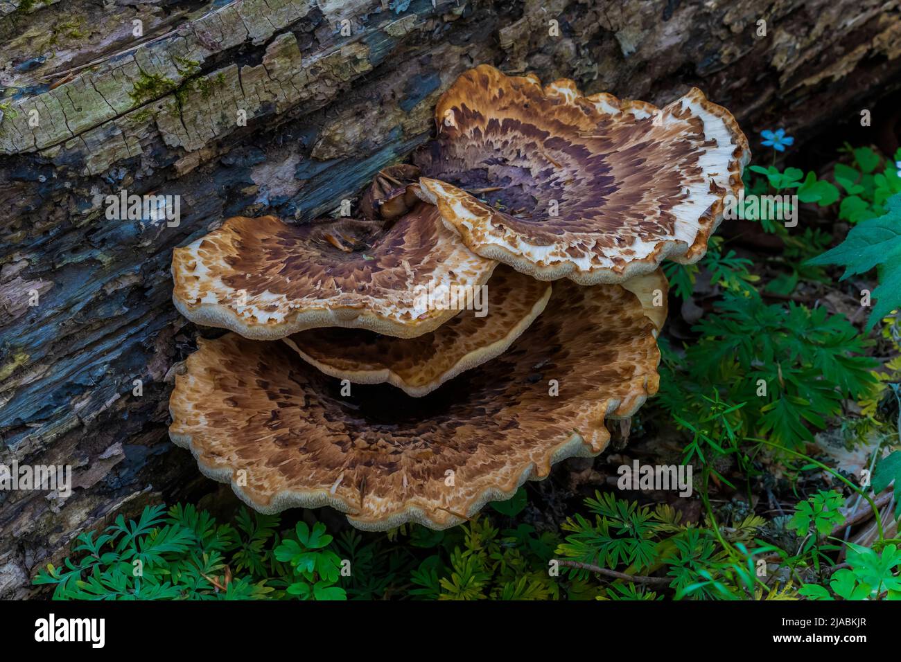 Espalda del faisán, Cerioporus squamosus, un hongo en un tronco caído en Trillium Ravine Preserve, una reserva de la Asociación de la Naturaleza de Michigan, Estados Unidos Foto de stock