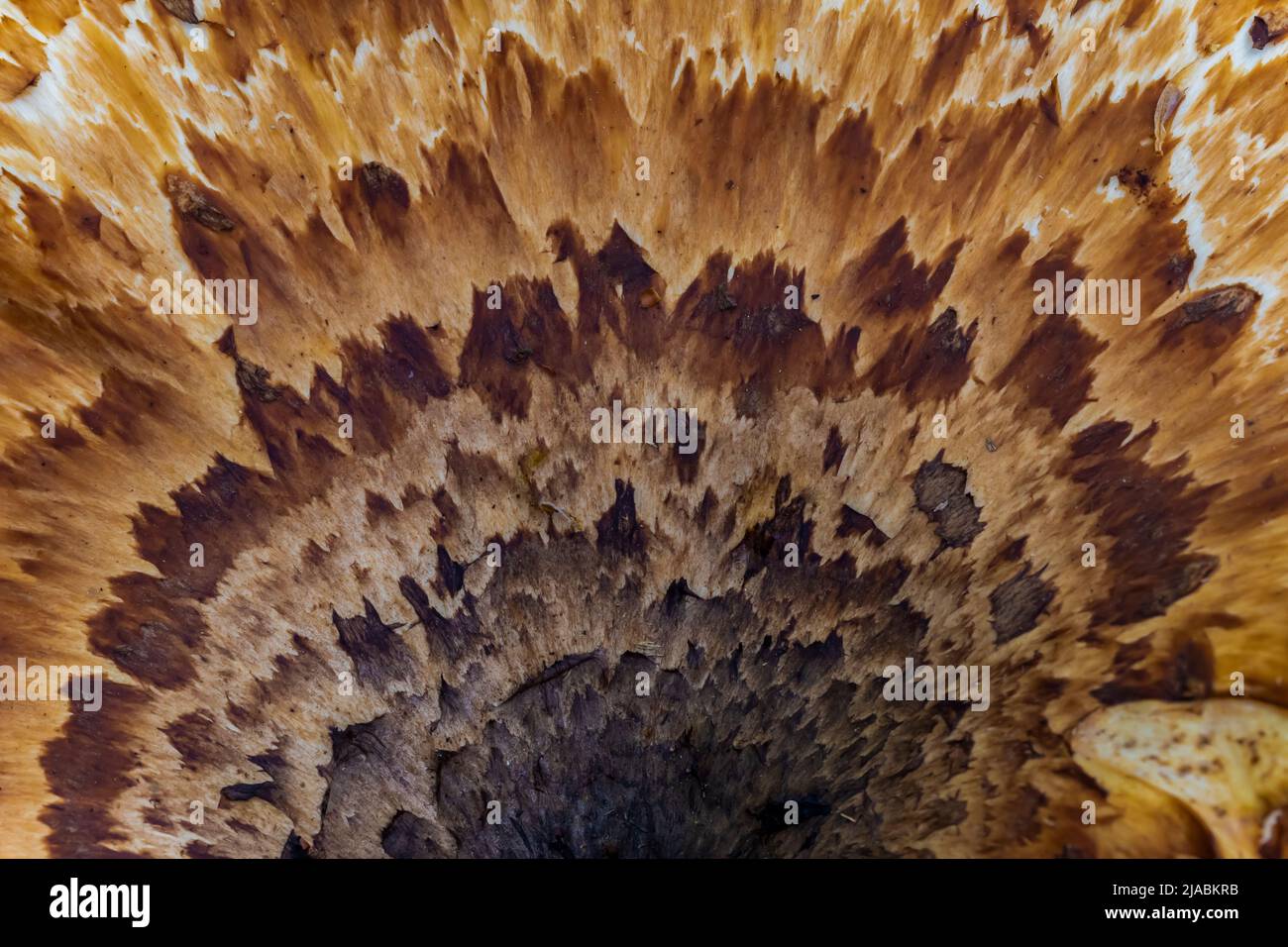 Espalda del faisán, Cerioporus squamosus, un hongo en un tronco caído en Trillium Ravine Preserve, una reserva de la Asociación de la Naturaleza de Michigan, Estados Unidos Foto de stock
