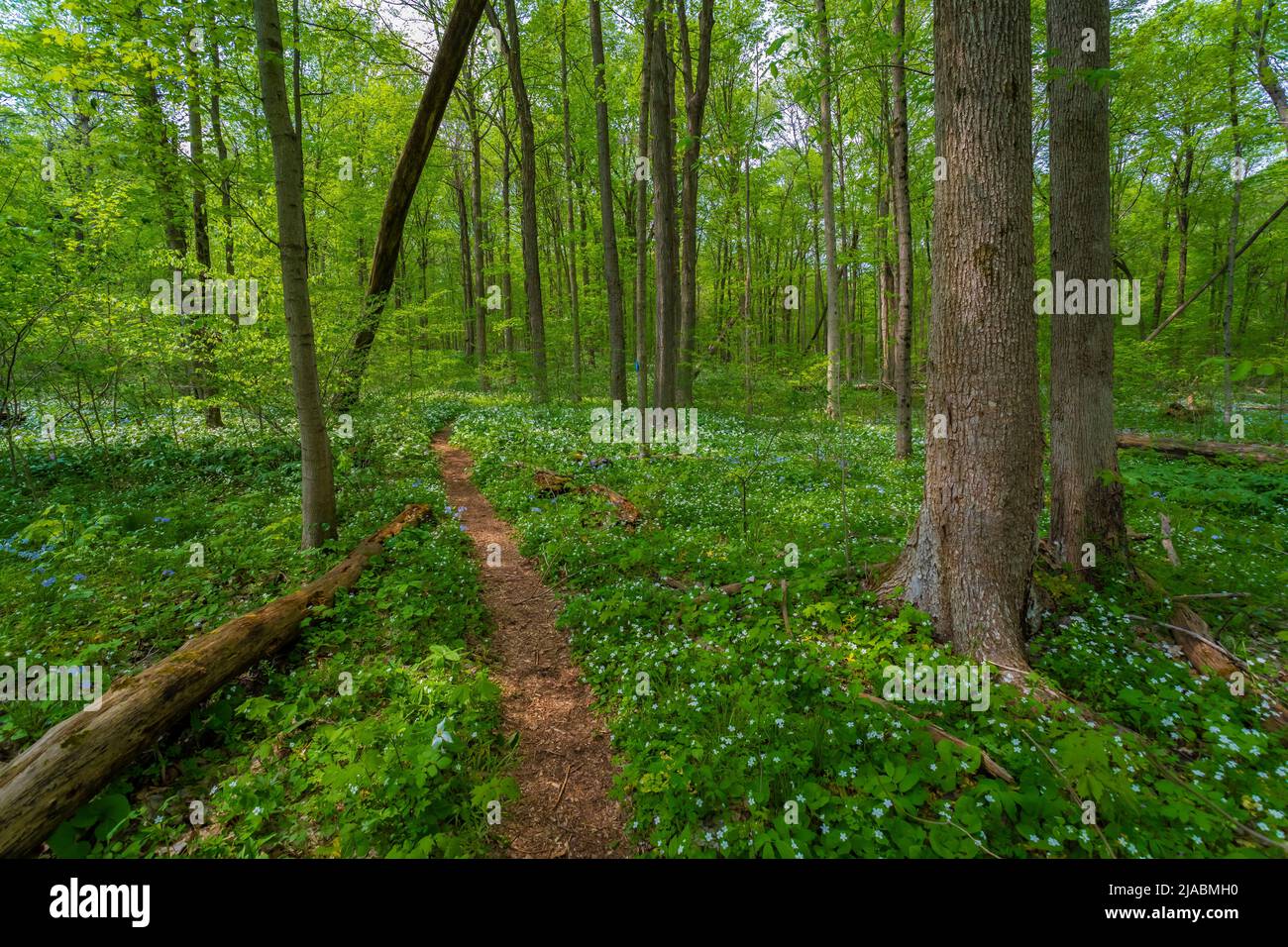 Recorra Trillium Ravine Preserve, una reserva de la Asociación de la Naturaleza de Michigan, EE.UU Foto de stock