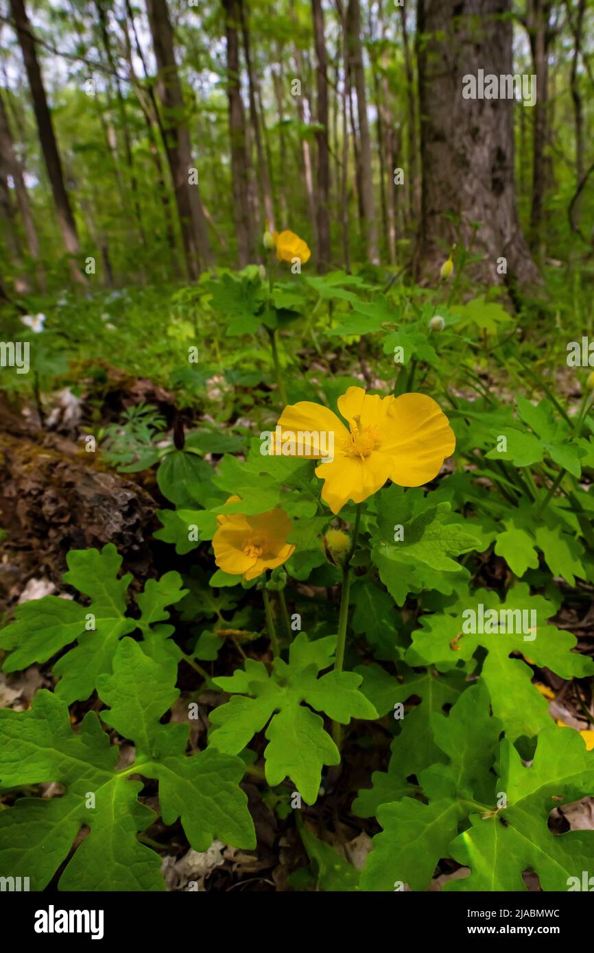 Apiandine Poppy, Stylophorum diphyllum, floreciendo en Trillium Ravine Preserve, una Michigan Nature Association Preserve, USA Foto de stock