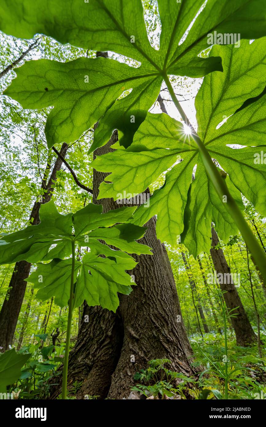 Mayapple, Podophyllum peltatum, hojas en Trillium Ravine Preserve, una reserva de la Asociación de la Naturaleza de Michigan, EE.UU Foto de stock