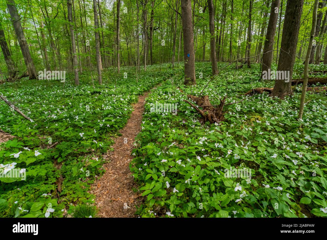 Recorra Trillium Ravine Preserve, una reserva de la Asociación de la Naturaleza de Michigan, EE.UU Foto de stock