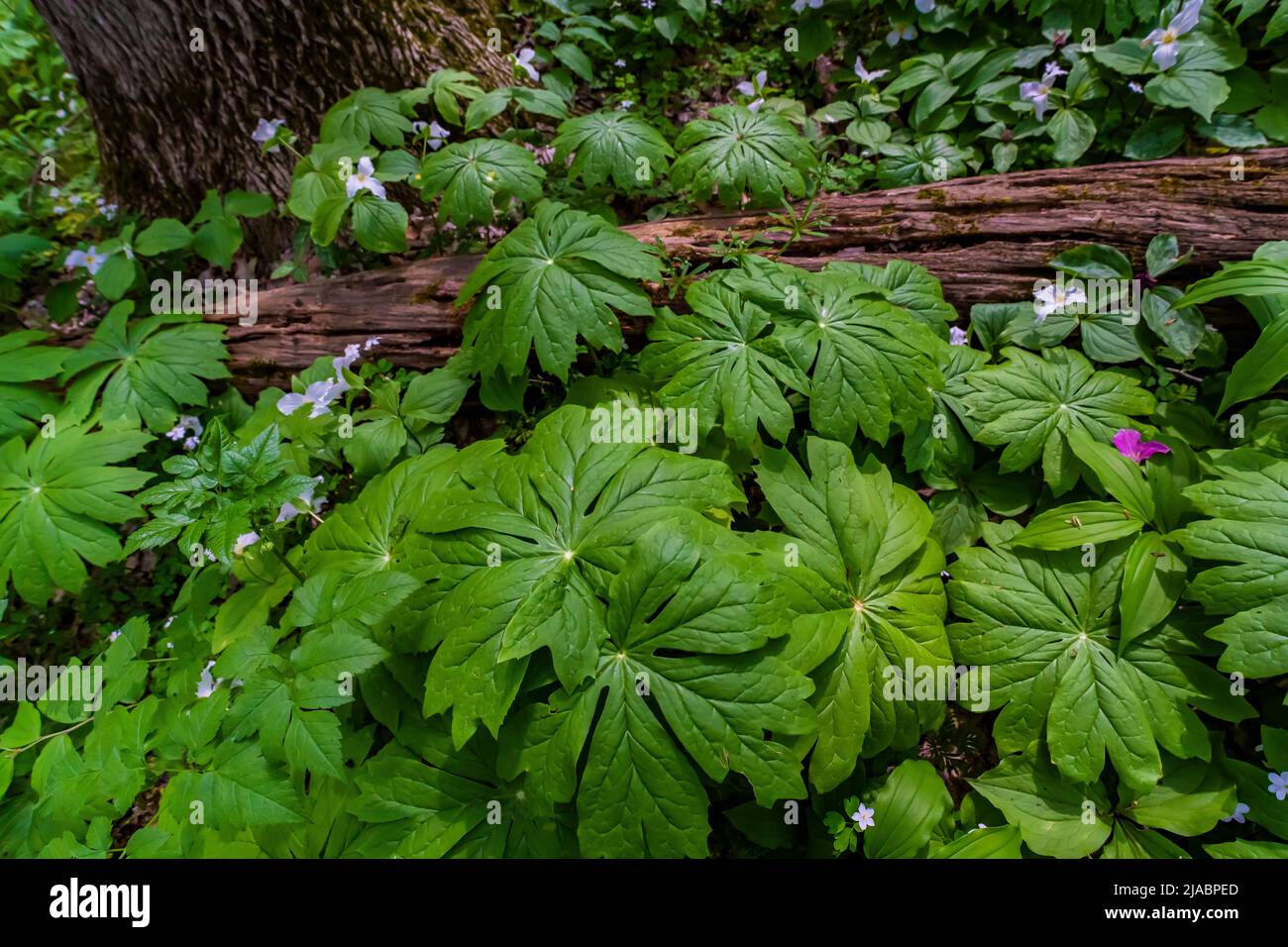 Mayapple, Podophyllum peltatum, hojas en Trillium Ravine Preserve, una reserva de la Asociación de la Naturaleza de Michigan, EE.UU Foto de stock