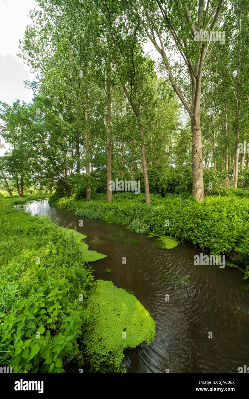 El arroyo Itterbeek fuera de Thorn, Holanda Foto de stock