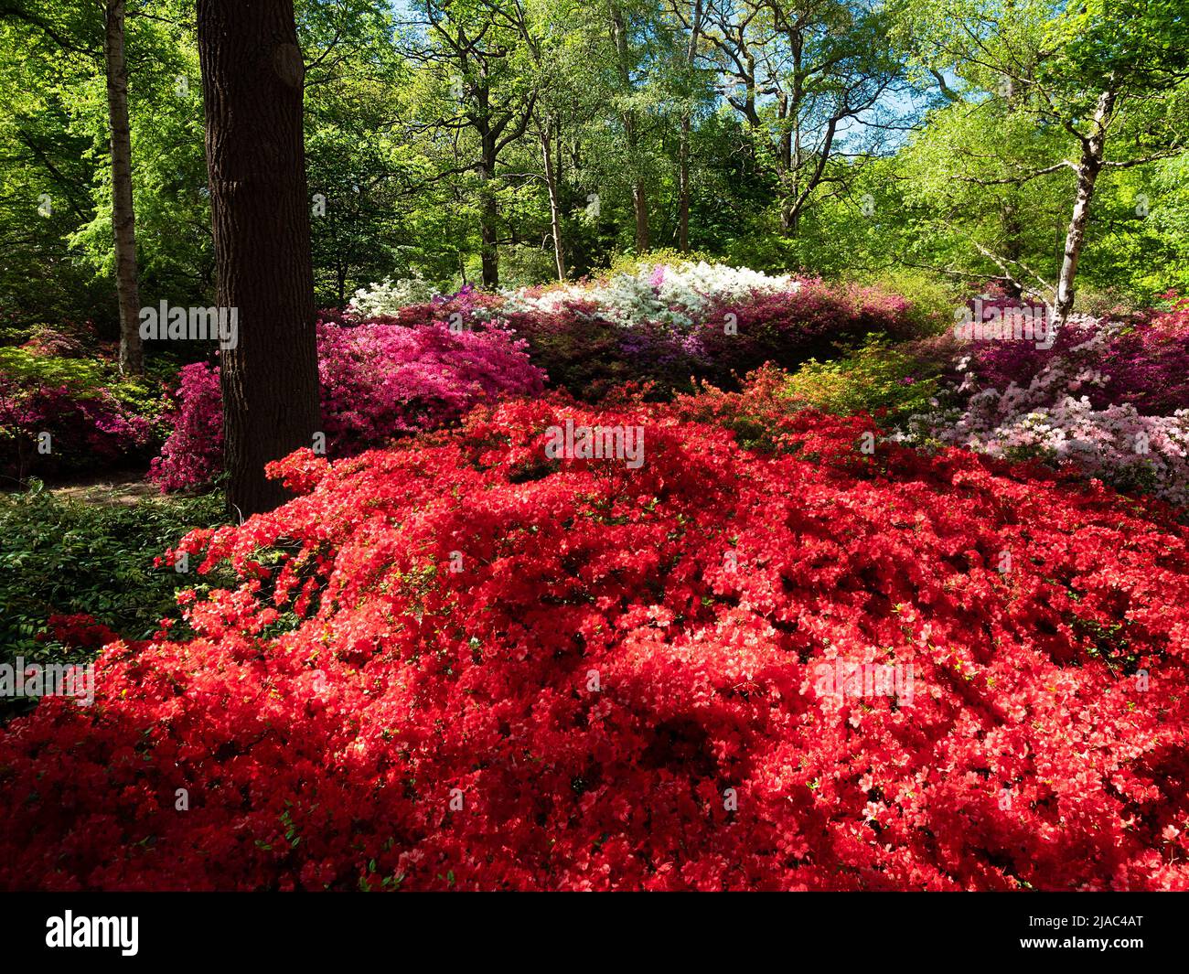 Hermosas flores rojas frescas diseñadas en la primavera al aire libre, en el jardín de Richmond en Londres Foto de stock
